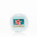 Ocean Blossom Full Case of Yankee Tarts - NEW!